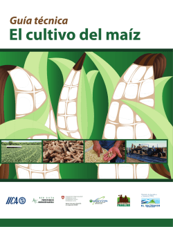 Guía Técnica: El cultivo del maíz