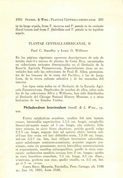 Philodendron brevinodum Standl. & L. Wms., sp.