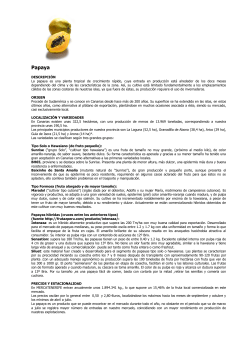 Papaya - Mercatenerife