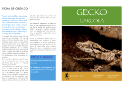 Cuidado del Gecko Gárgola