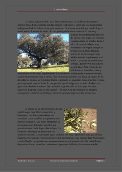 MAS SOBRE LA ENCINA