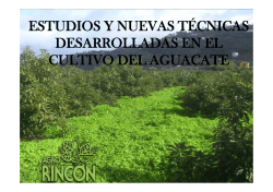 sistemas de poda en el cultivo del aguacate