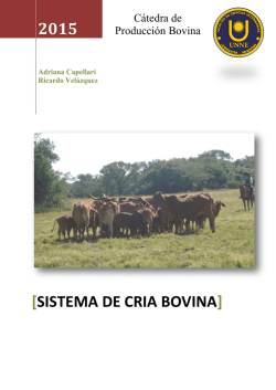 sistema DE cria bovina