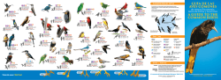 GU&Iacute;A DE LAS AVES COMUNES A GUIDE TO THE COMMON BIRDS