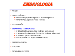 embriologia 2:primera+segunda semana
