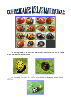 Hay unas 5000 especies de mariquitas. Hay mariquitas macho y