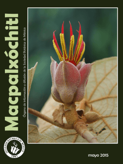 Macpalxóchitl - Herbario de la Universidad de Sonora (USON)