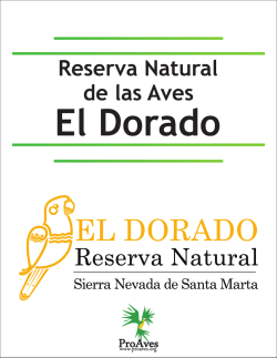 Dorado espa&ntilde;ol Color