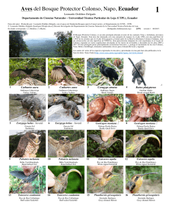 Aves del Bosque Protector Colonso, Napo, Ecuador