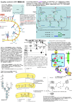Glycoprotein quality control in ER