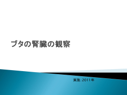 ブタの腎臓の観察(作成中)