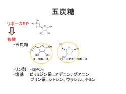 ペントースリン酸回路