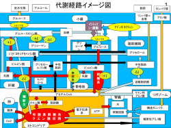 代謝経路イメージ図 - JANIS ホームページ