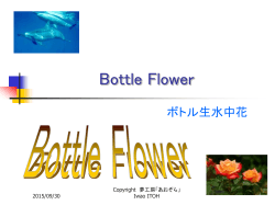 Bottle Flower - プロバイダーなら ぷらら