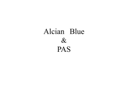 Alcian Blue PAS染色