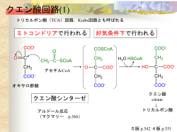 PowerPoint プレゼンテーション