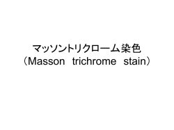 マッソントリクローム染色 （Masson trichrome