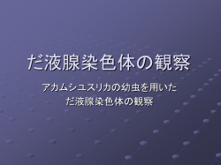 だ液腺染色体の観察 - 岐阜県まるごと学園