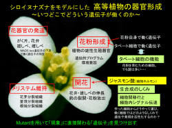 PowerPoint プレゼンテーション - シロイヌナズナをモデルにした 高等植物の器官形成