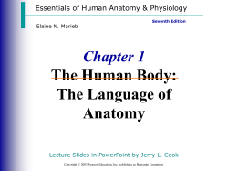 Chapter 1 The Human Body: The Language of Anatomy