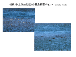 相模川（上依知 付近）の野鳥観察ポイント photo by T