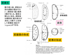 PowerPoint プレゼンテーション