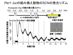 スライド 1