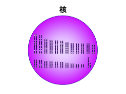 スライド 1 - 東京医科大学