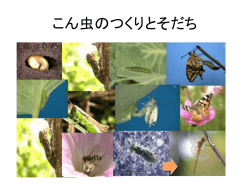 こん 虫のつくりとそだち - 埼玉県立総合教育