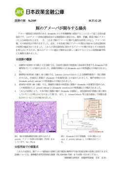 豚のアメーバが関与する腸炎