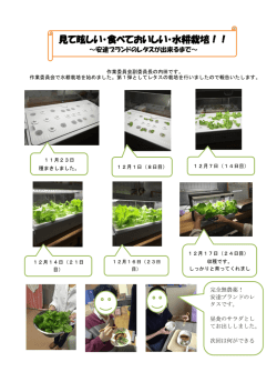 見て眩しい・食べておいしい・水耕栽培！！
