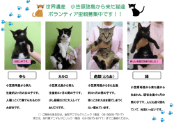 世界遺産 小笠原諸島から来た猫達 ボランティア里親募集中です！！