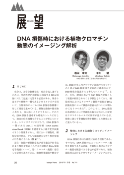 DNA損傷時における植物クロマチン動態のイメージング解析