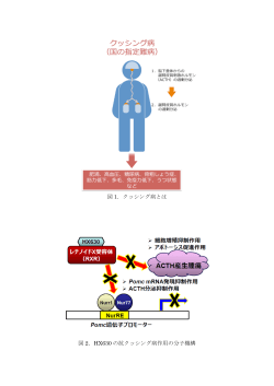 図 1．クッシング病とは 図 2．HX630 の抗クッシング病作用の分子機構