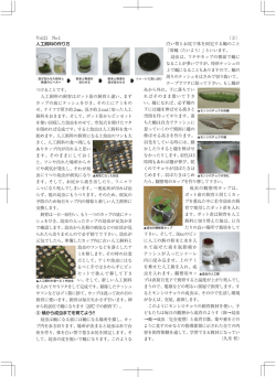 モンシロチョウの飼育教材化にむけて！！  （PDF：821KB）