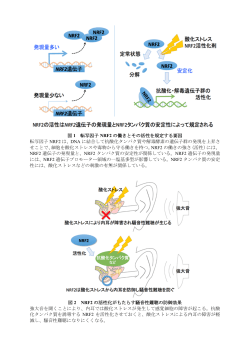 図 1 転写因子 NRF2 の働きとその活性を規定する要因 転写因子 NRF2
