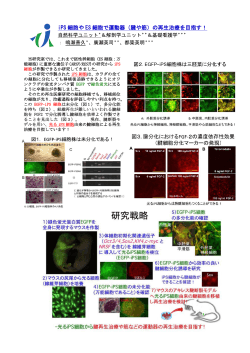 iPS 細胞や ES 細胞で運動器（腱や筋）の再生治療を目指す！