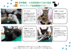 世界遺産 小笠原諸島から来た猫達 ボランティア里親募集中です！！