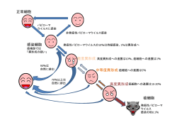 軽度異形成 中等度異形成 高度異形成 癌細胞 正常細胞 感染細胞