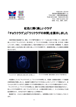 虹色に輝く美しいクラゲ 「チョウクラゲ」と「ウリクラゲの仲間」を