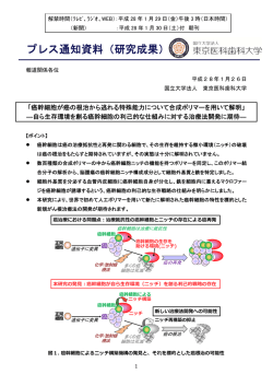 「癌幹細胞が癌の根治から逃れる特殊能力について