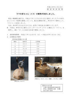 ラマの赤ちゃん（メス）の愛称が決定しました。