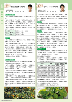 柑橘類苗木の管理