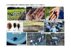 調査の様子（PDF：243KB）