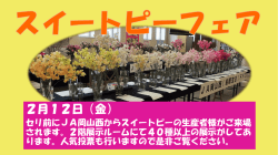 フェアのお知らせ 2016年 2月10日 2月12日(金)JA岡山西スイートピー