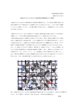 桜島 2016 年 2 月 11-12 日の桜島噴出物構成粒子の特徴