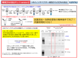HIVレンチベクター細胞からのDNA抽出（170KB）