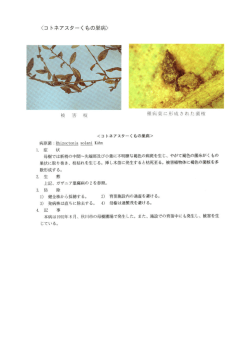橡 コトネアスターくもの巣病
