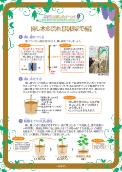 ぶどうの挿し木の解説書（PDF：944KB）