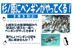 上越市立水族博物館から 妙高杉ノ原スキー場へ、 ペンギンがやってき